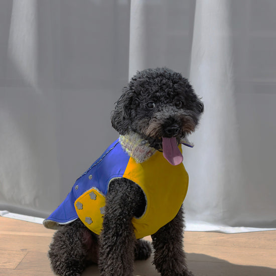 Black Poodle in KIDCORE Blue Waterproof Dog Vest - Studio Shot