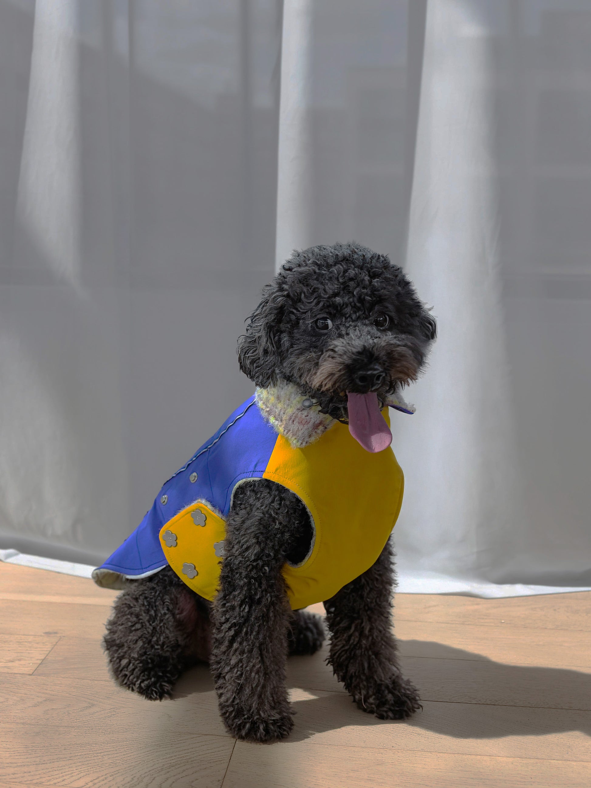 Black Poodle in KIDCORE Blue Waterproof Dog Vest - Studio Shot