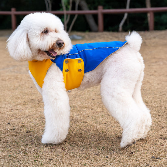 White Poodle Wearing KIDCORE Blueberry Cheese Vest - Royal Blue Waterproof Side
