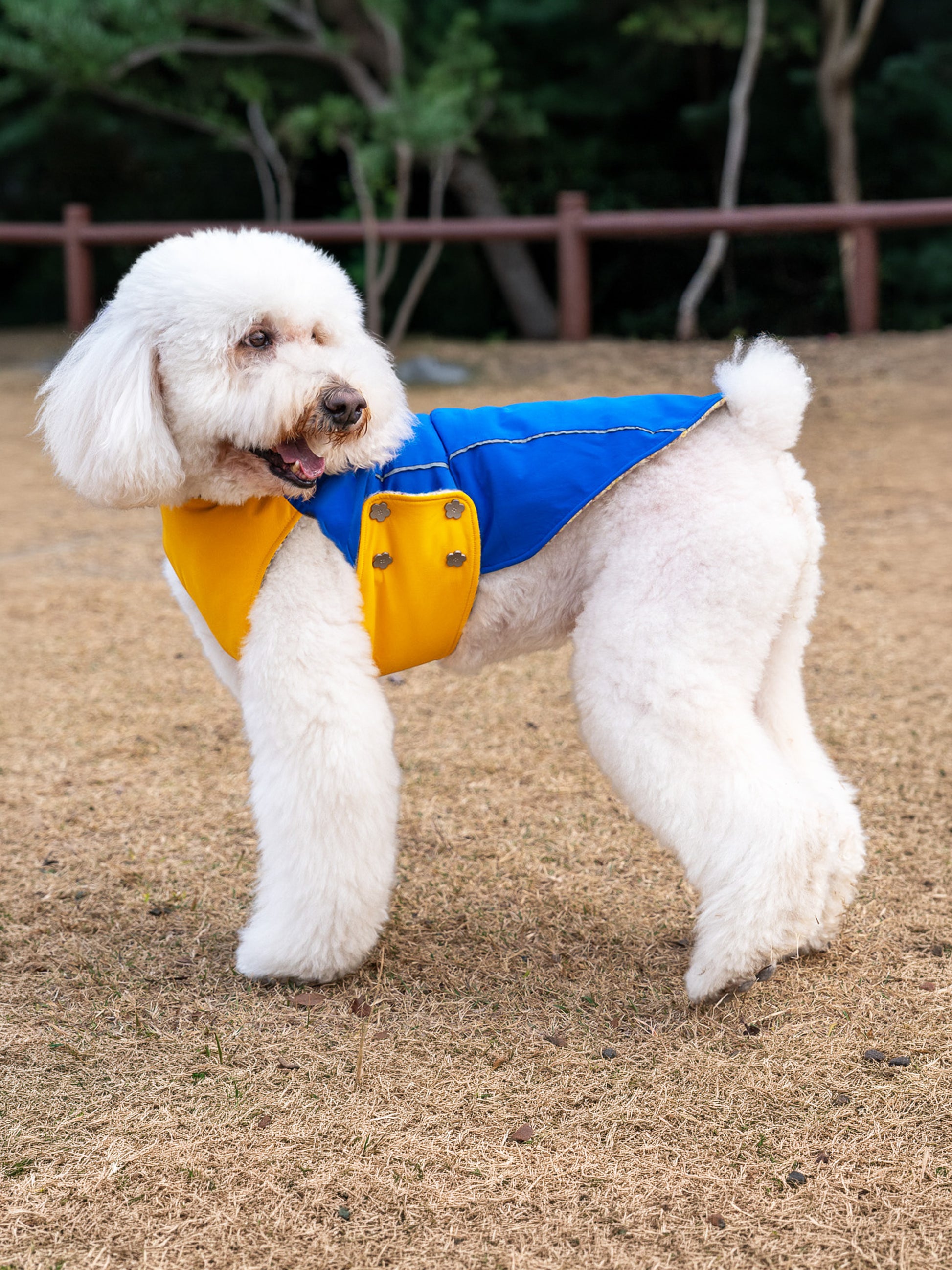 White Poodle Wearing KIDCORE Blueberry Cheese Vest - Royal Blue Waterproof Side