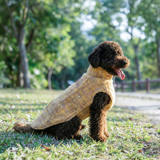 Dog Wearing Yellow Japanese Alpaca Wool Side - KIDCORE Blueberry Cheese Vest
