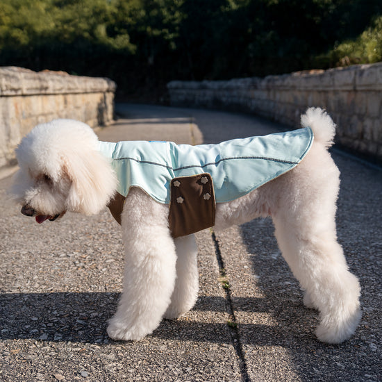 Standard Poodle Walking Outdoors in KIDCORE Mint Mocha Japanese Wool Vest