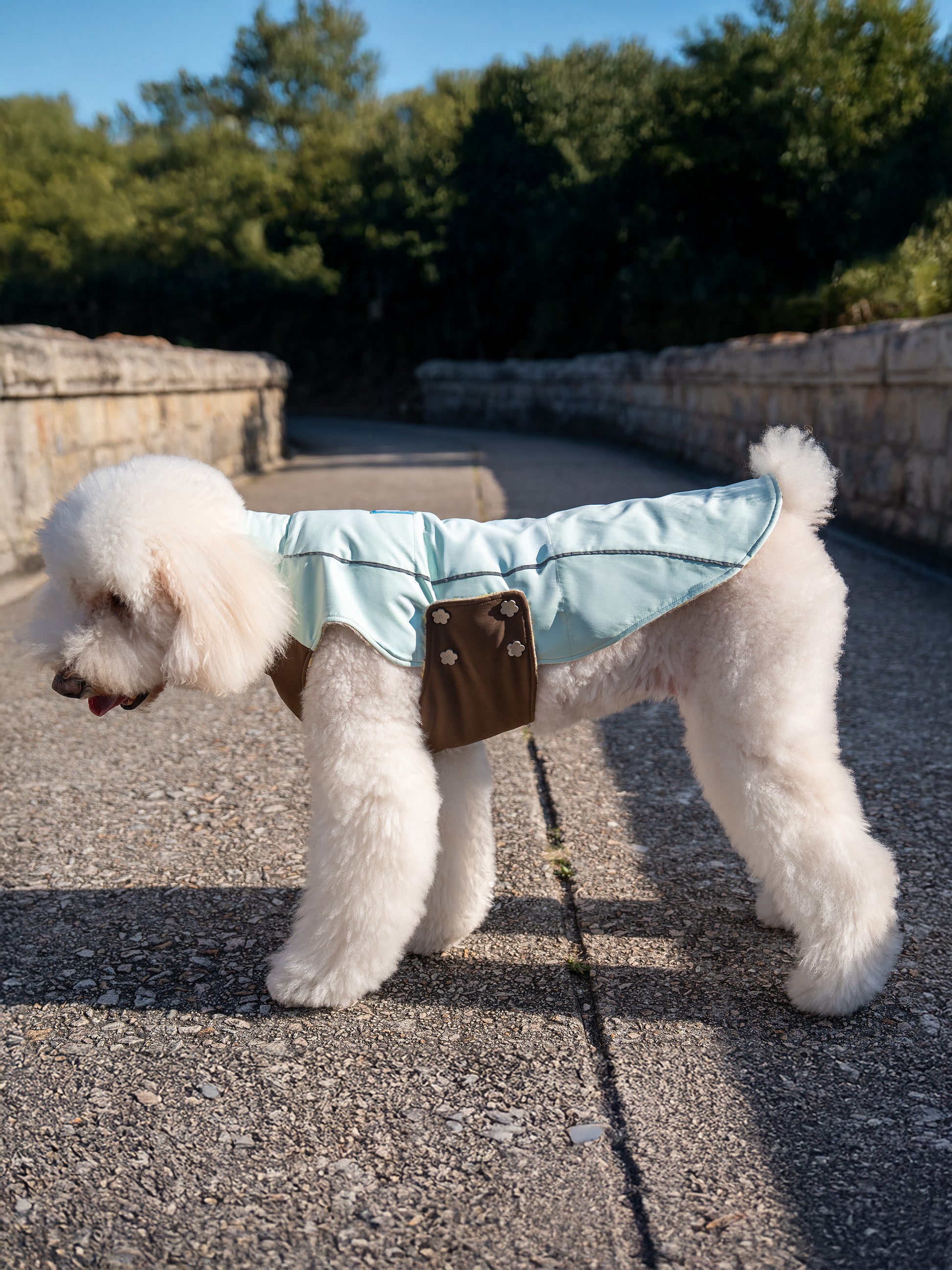 Standard Poodle Walking Outdoors in KIDCORE Mint Mocha Japanese Wool Vest