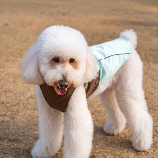 White Poodle Wearing KIDCORE Mint Mocha Reversible Vest - Side View