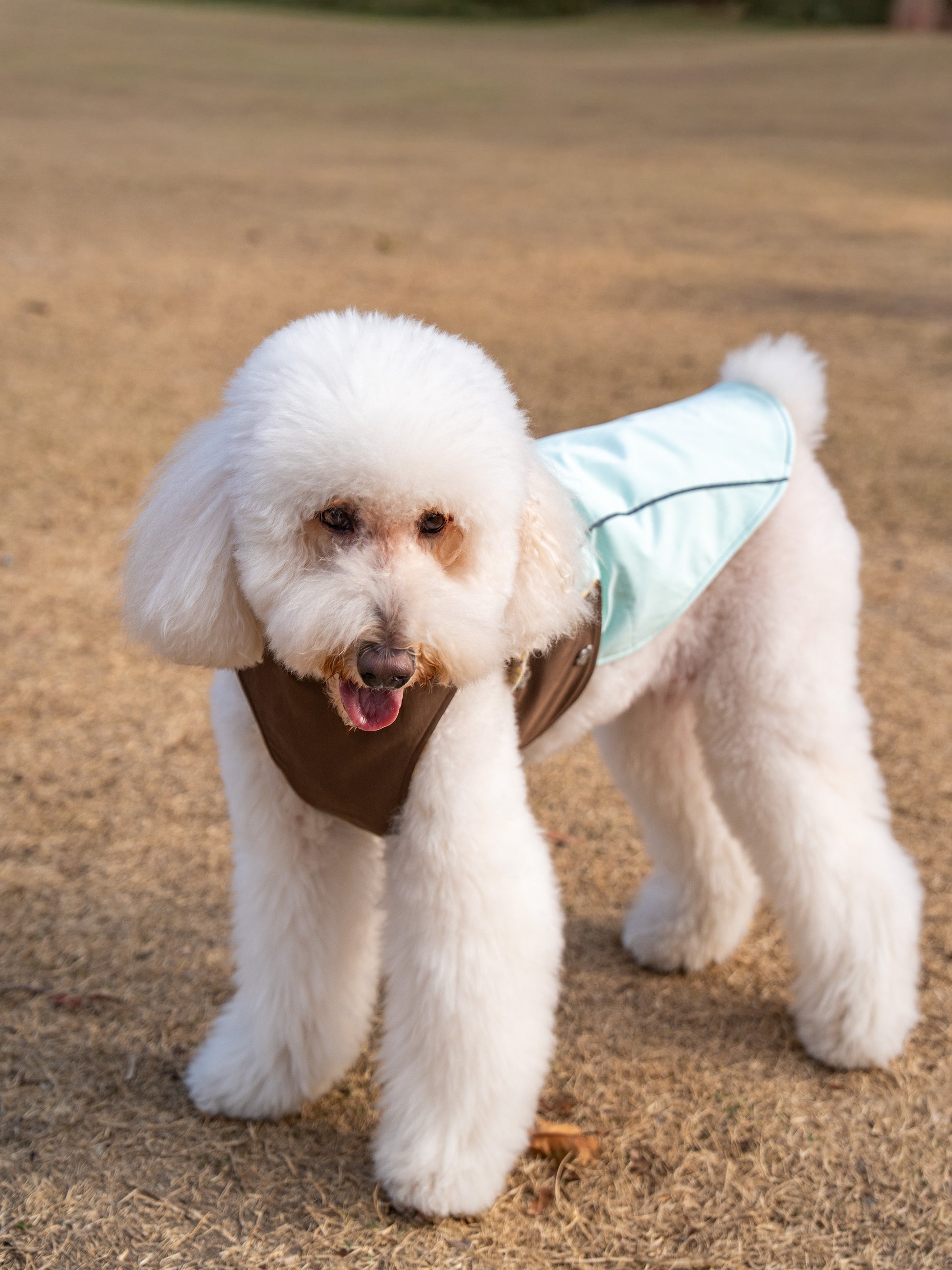 White Poodle Wearing KIDCORE Mint Mocha Reversible Vest - Side View