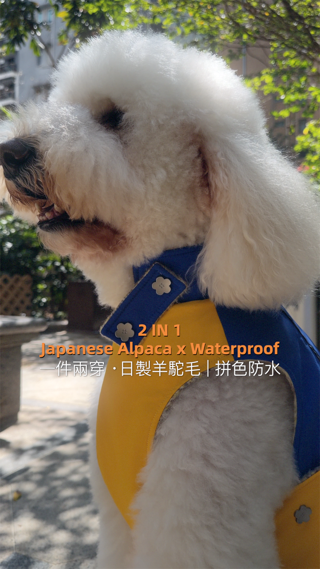 KIDCORE 日製羊駝毛雙面防水寵物背心展示影片。白色與黑色貴賓狗演繹一衣兩穿：一面是高密度藍色防水雨衣，另一面是黃色格紋羊駝毛保暖毛衣。展示防水測試與親膚細節。